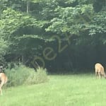 Summer in the Adirondacks