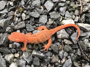 Red Eft Eastern Newt